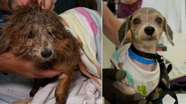 neglected dog makes amazing transformation