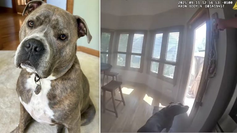 Polite Pit Bull Rescued From Burning Home Leads Cop to His Leash First
