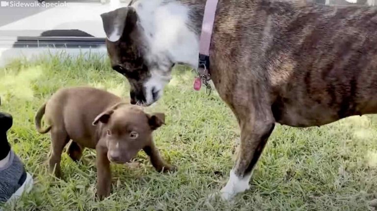 rescued pittie Olive gets a puppy