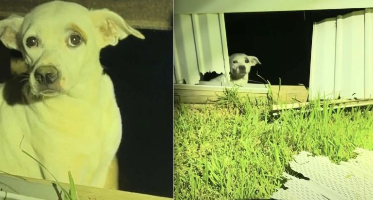 Three dogs and puppies rescued by Streethearts Project