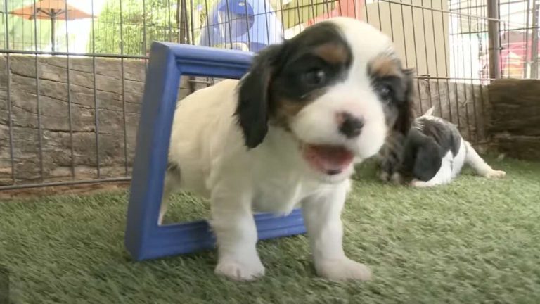 puppies pharrel happy version