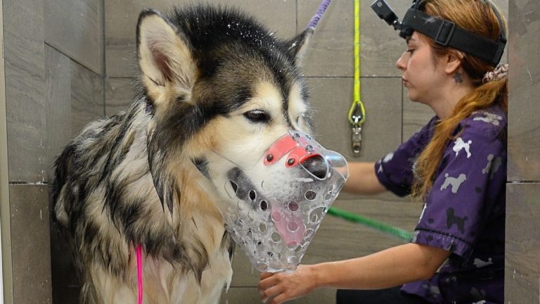 ‘Don’t Take Off the Muzzle’: Alaskan Malamute a Challenge to Groom