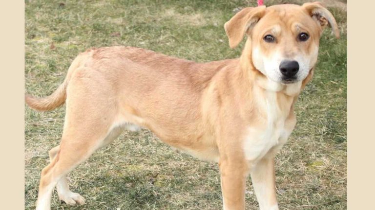 dog adopted after 963 days