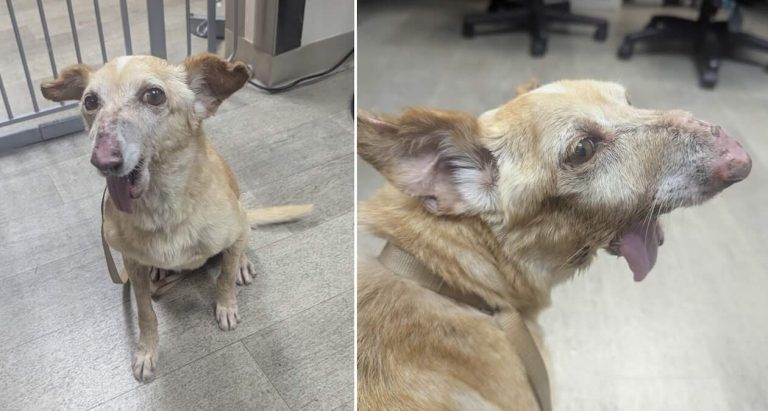 16-Year-Old Stray Dog Endured Hardship But Still Greets Everyone With Hope