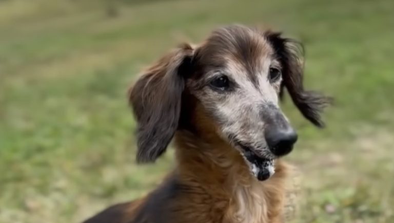 Neglected Senior Dog Runs Away From Home and Finds Loving Family