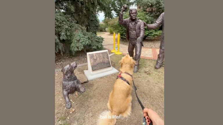 Golden Retriever Adorably Confused When Statue Refuses to Play Fetch
