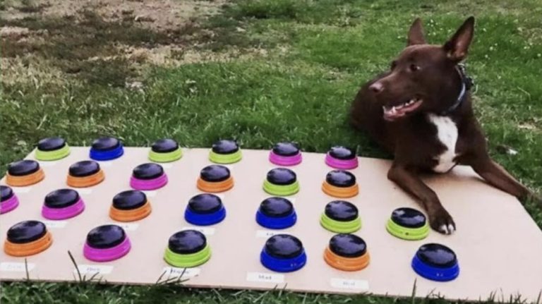 Dog Learns to ‘Speak’ Using Buttons Thanks to Her Clever Mom
