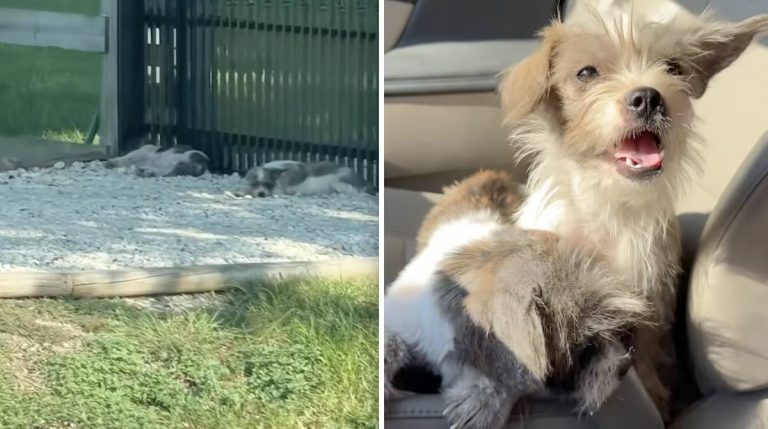 Scruffy Pups Rescued After 3 Days Lying in Houston Driveway