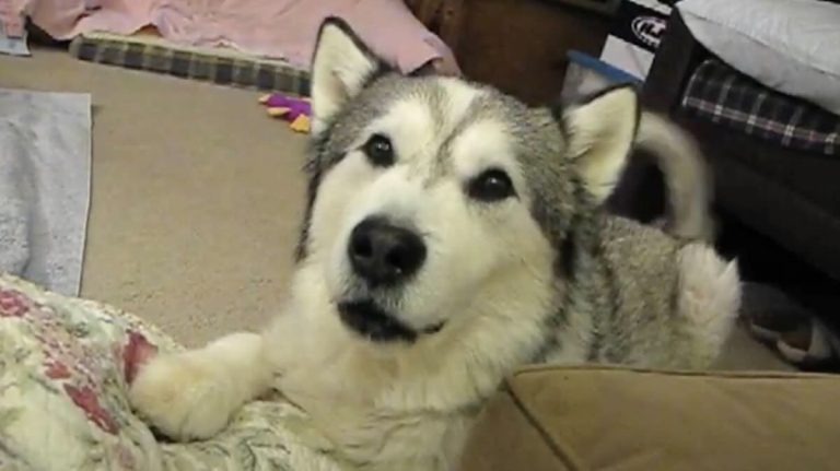 dog begs for treats