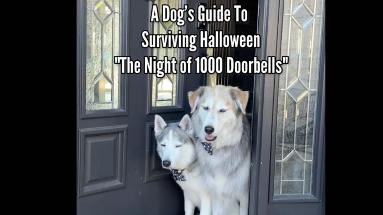 ‘The Night of 1000 Doorbells’: Dogs Hilariously Share How They Really Feel About Halloween