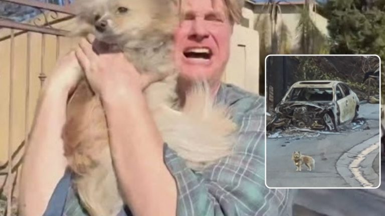 Viral Dog Reunion from Palisades Fire Leads to New Law Protecting Pets in Disasters
