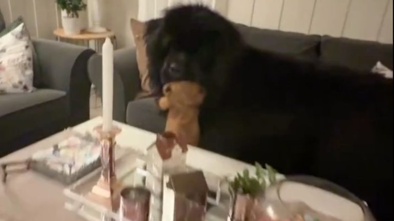 Newfie Has the Sweetest Playtime With Grandma While She Dog-Sits