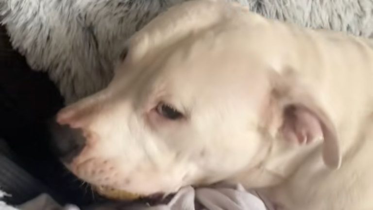 dog hides whole bagel in mouth