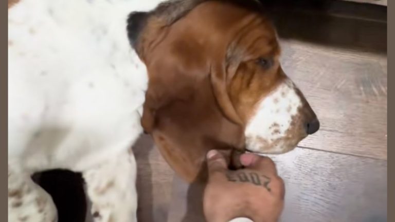 Dad Tucks His Four Basset Hounds in For Sleep in Cutest Way