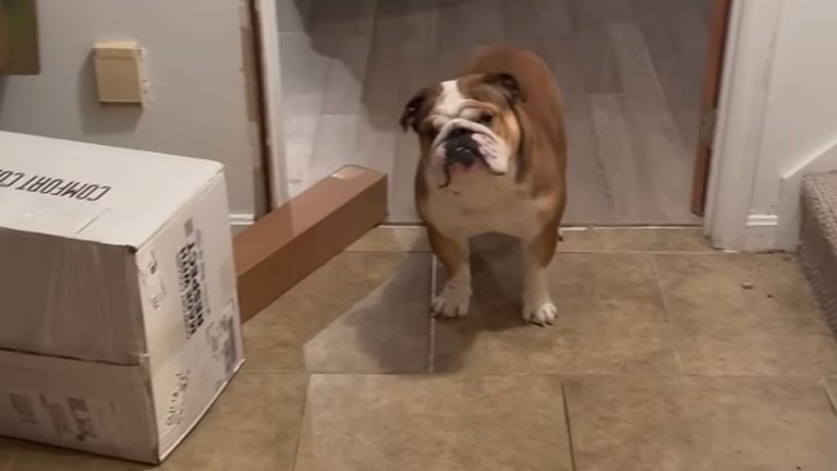 Watch Bulldog Hilariously React When Asked If He Wants A Donut