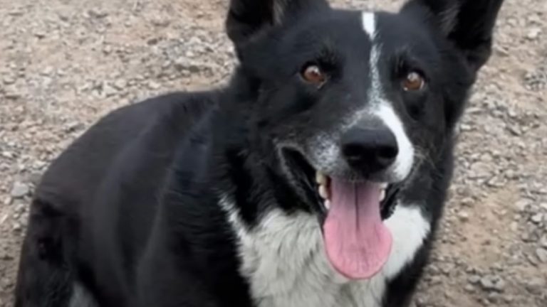 California Dog Reunites With Mom in Tearful Reunion After Being Found 3 Months Later in Illinois