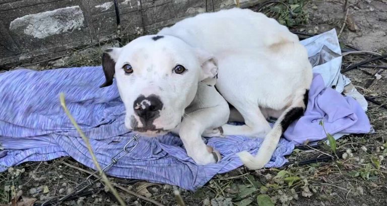 Chimpi stray dog rescued by Stray Rescue of St. Louis