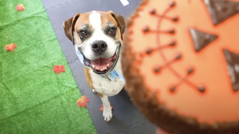 Rocky Kanaka Cooks Up Halloween Treats For Dogs