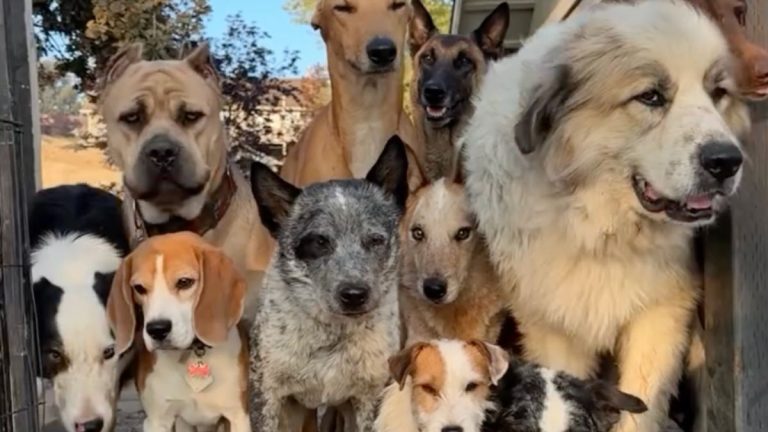 Watch 27 Dogs Come When Called in the Sweetest Puppy Pile-Up