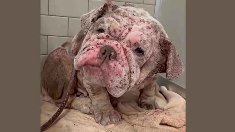 Cookie rescued by AMA Animal Rescue