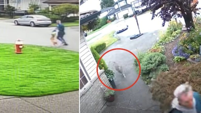 coyotes chase man and dog