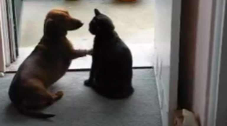 dachshund wants to play with cat