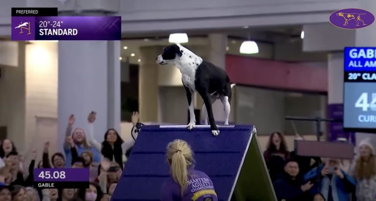 Dog decides to take a bow mid-run on agility course.