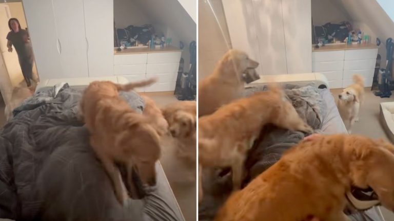 Forget Alarm Clocks—This Dad Wakes Up to Five Golden Retrievers Instead