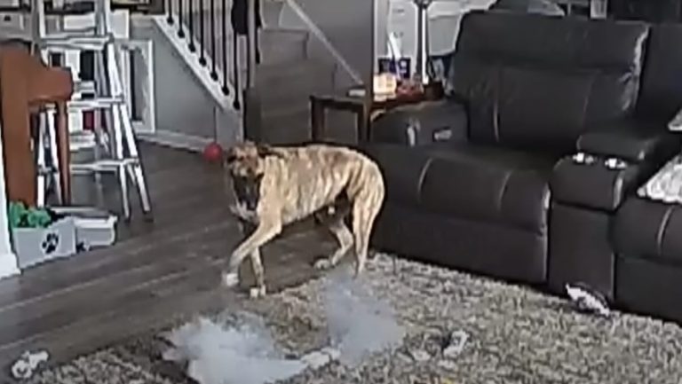 Rescue Dog’s Battery Mishap Turns Into a Viral Fire Safety Lesson