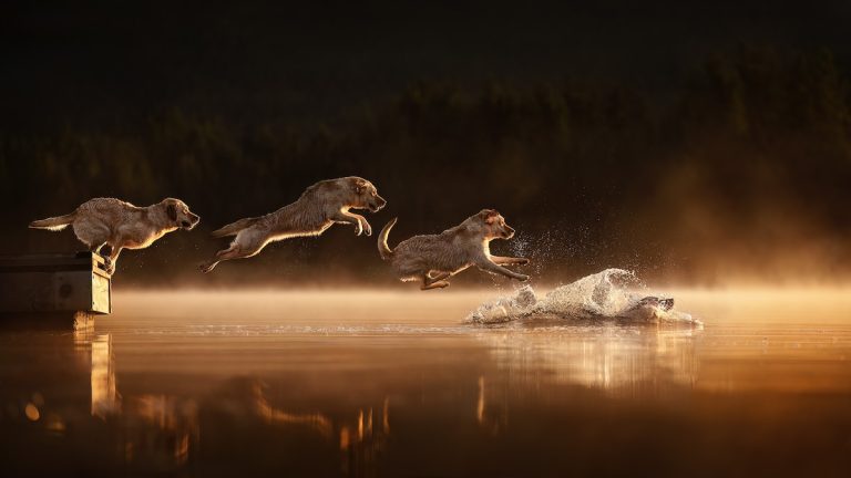 Photo of Puppy’s Ears Wins Top Prize Among Dog Photographer of the Year Winners