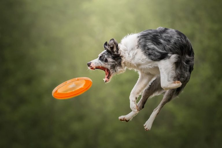 Ready, Set, Action! Dog Photography Awards Celebrates Dogs in Motion
