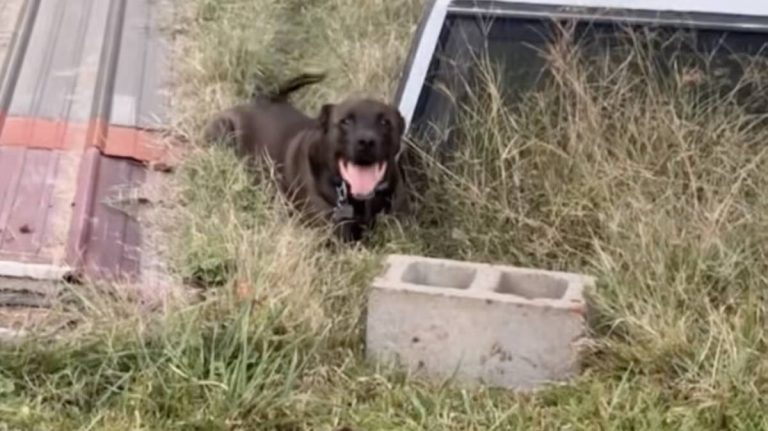 Dog Is Hilariously Obsessed With Cinder Blocks—No Other Toy Will Do