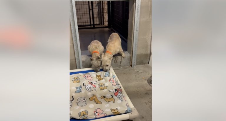puppy mill dogs get first blankets