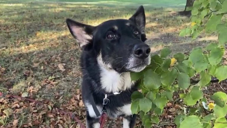 search dog Freya
