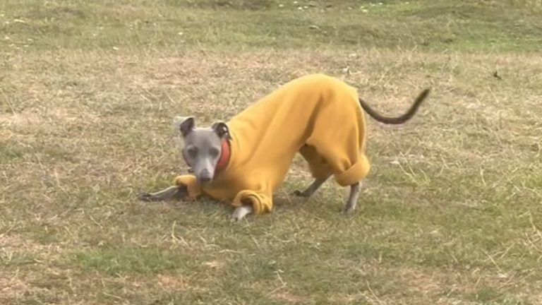 Italian Greyhound morning zooms