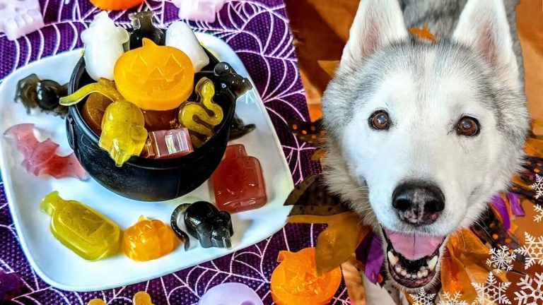 Make Spooky Gummy Dog Treats for Halloween