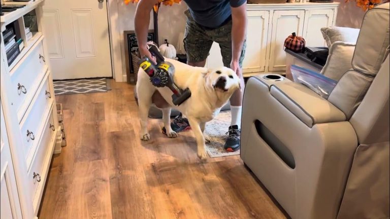 Adorable Dog Hears the Vacuum and Comes Running