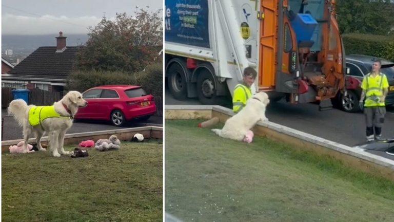 dog waits to greet bin collectors