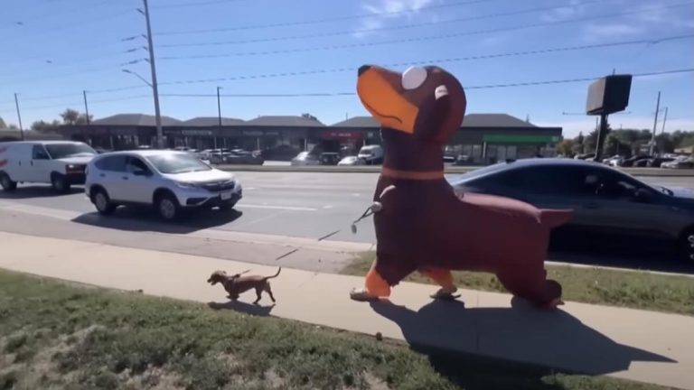 man dresses as dog to walk dog