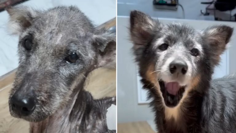 Sick Elderly Street Dog Makes Stunning Recovery After Rescue