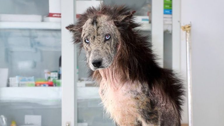 Neglected Dog Becomes Foster Dad to Orphaned Bear Cubs