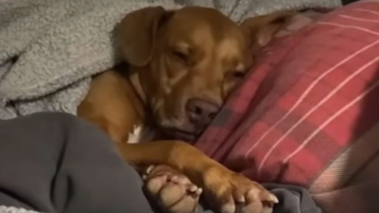 Man Adopts Unwanted Pitbull—Then the Dog Suddenly Can’t Walk