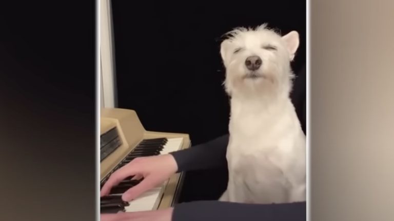 Rescue Dog’s Sweet Response Every Time His Mom Plays The Piano Goes Viral