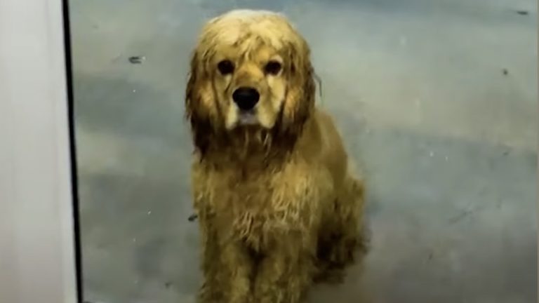 Cocker spaniel rescued outside of gym