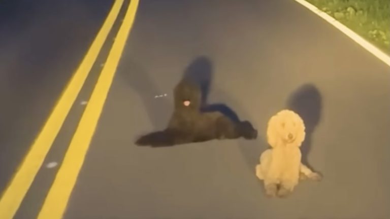 Poodles Dumped on Street Experience Tragedy and Healing