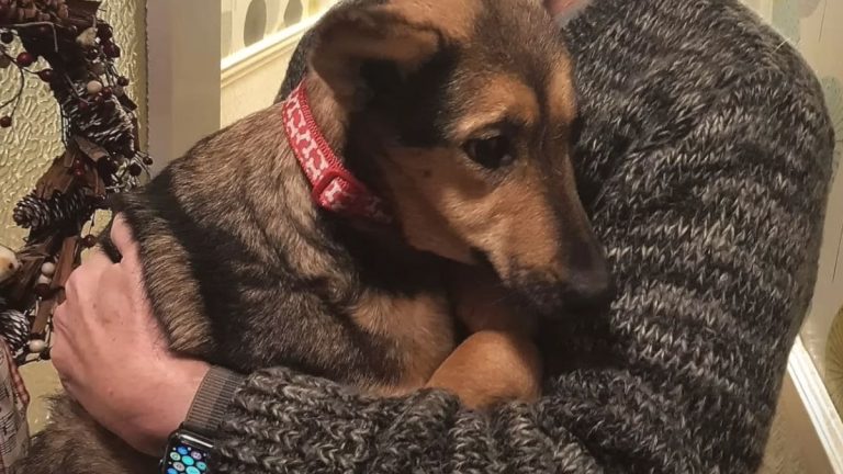 Rescue Puppy Spent 6 Months Hiding Behind Sofa Before Trusting New Family