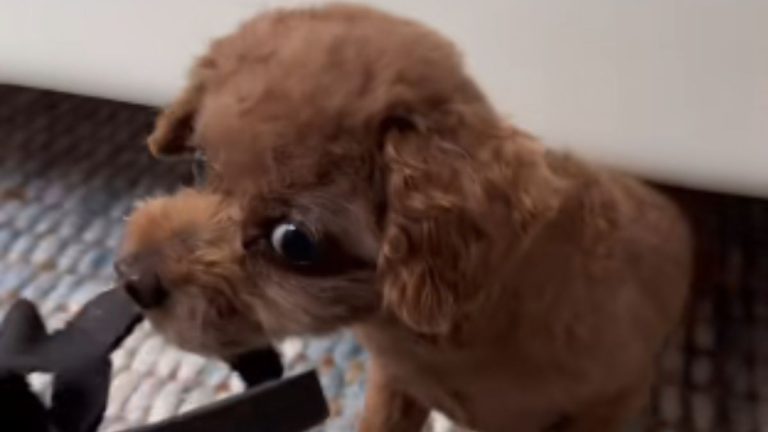 Mischievous Dog Brings Out Stolen Items From Under Bed