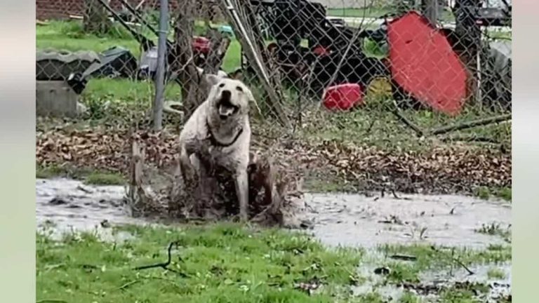 Dog With Special Needs Finds Pure Happiness Splashing in Puddles