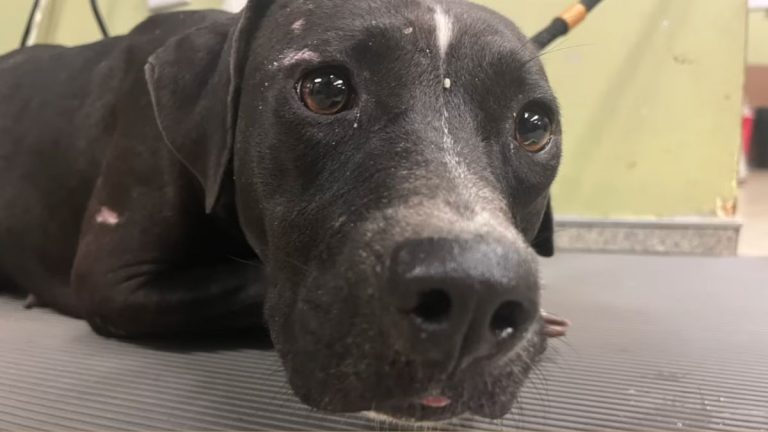 Stray Dog Hiding Secret Trauma Finally Finds Help and Hope