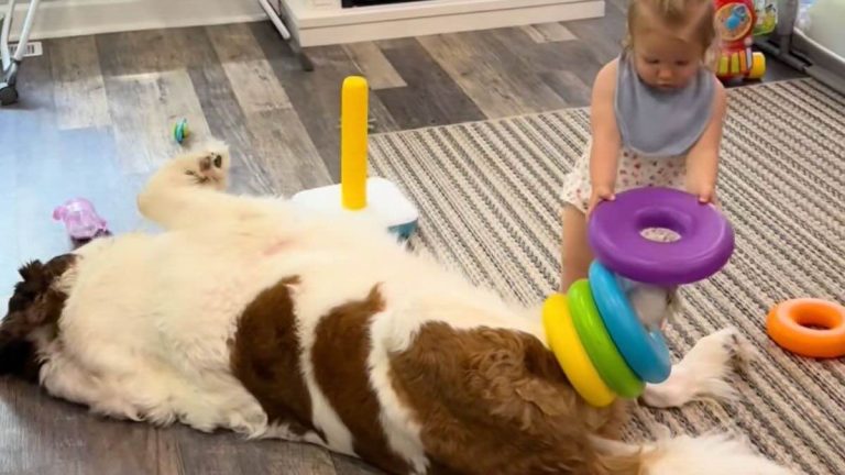 ‘That Dog Is a Saint’: St. Bernard and Little Girl Share Adorable Playtime